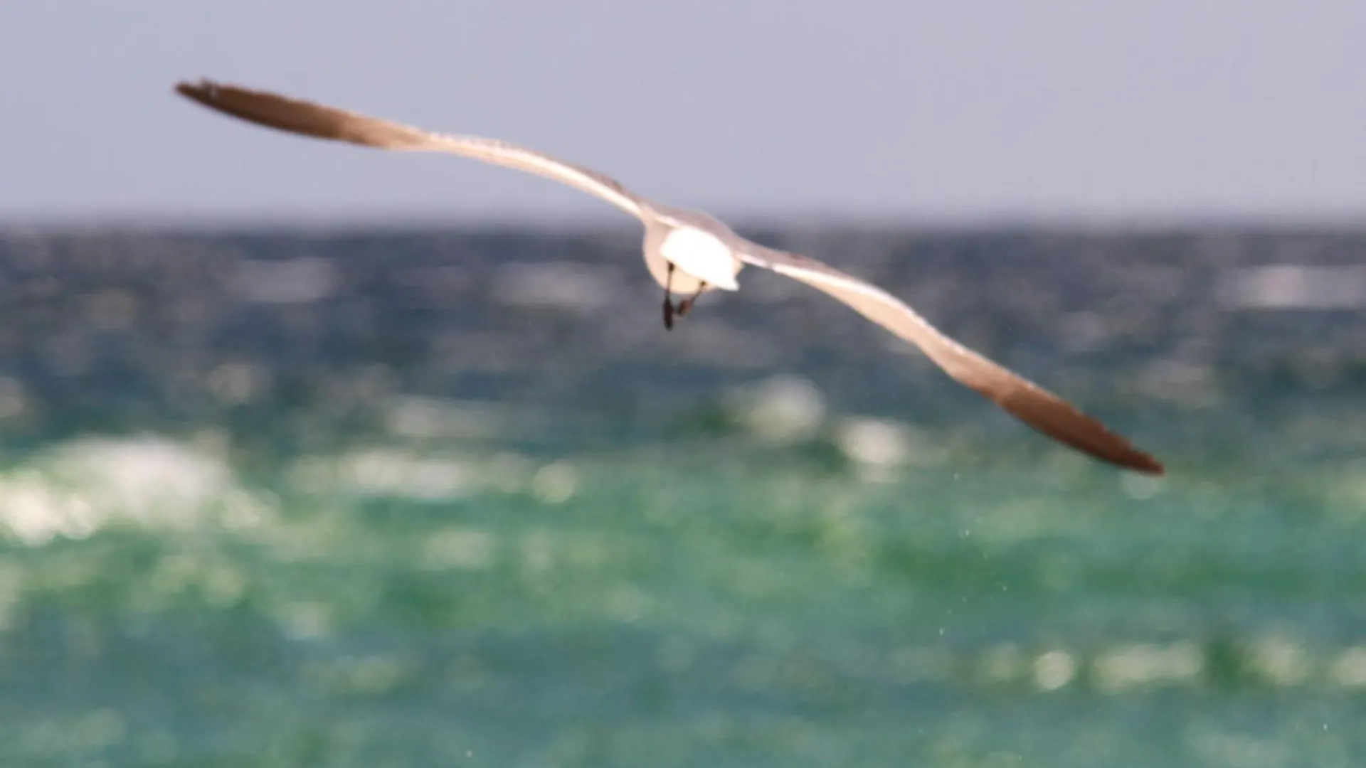 Texas Tides By Gulf Tide Vacation