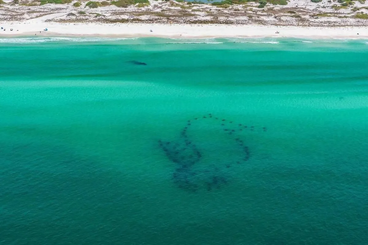 Sandestin Golf And Heron Walk - Golf * Destin