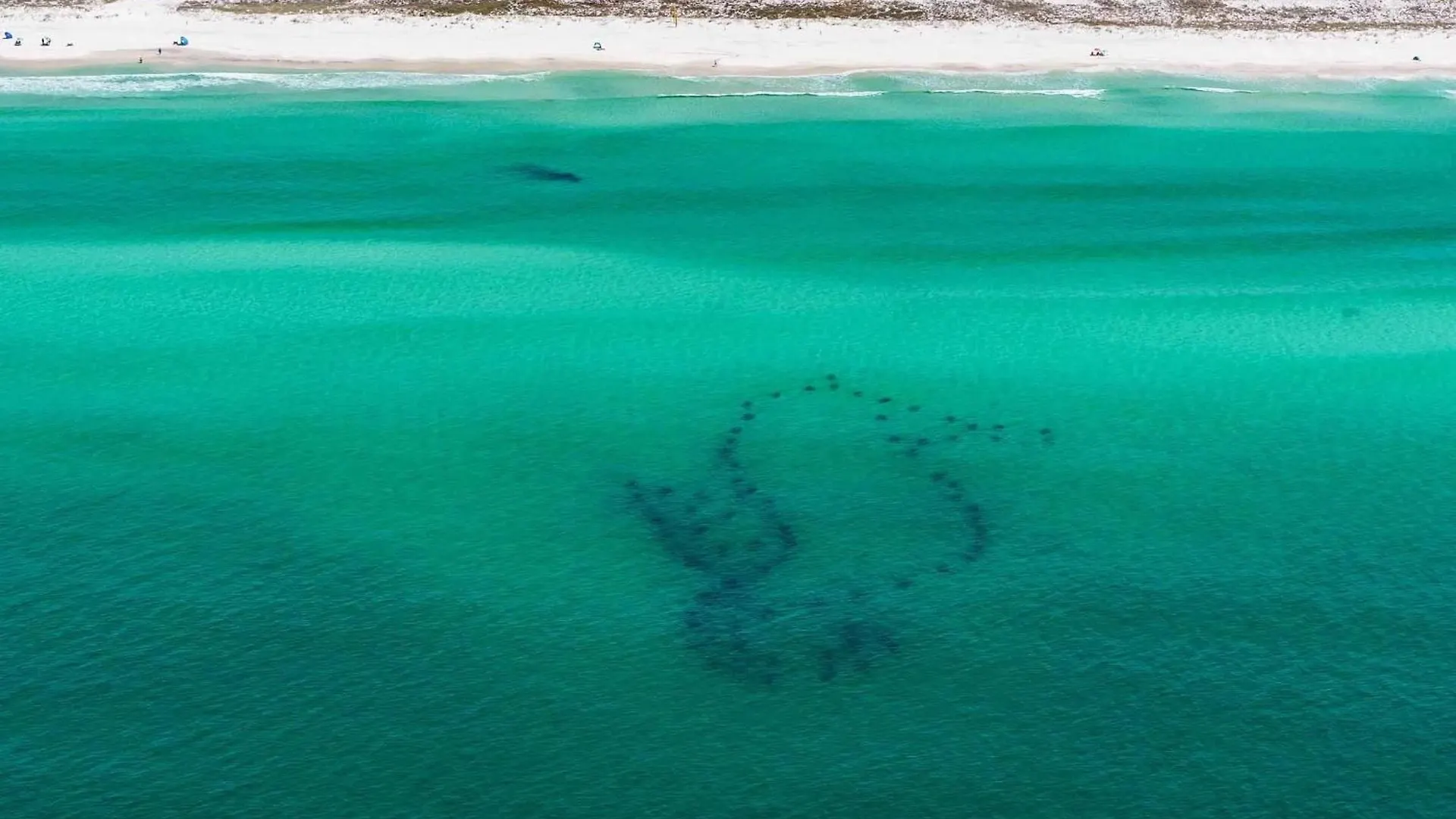 Thirsty Turtle Destin